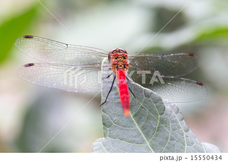 ナツアカネの後ろ姿 ナツアカネの後ろ姿 15550434