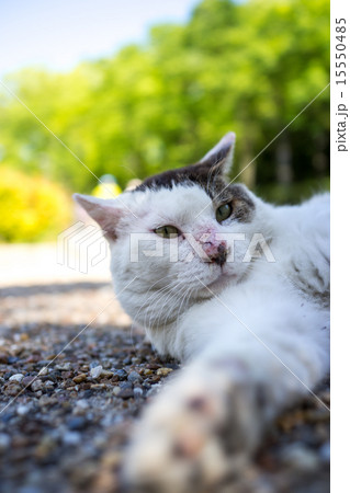 リラックスするのらねこ リラックスするのらねこ 15550485