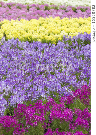 リナリアの花畑 15550782