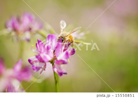レンゲと蜜蜂 レンゲと蜜蜂 15550851