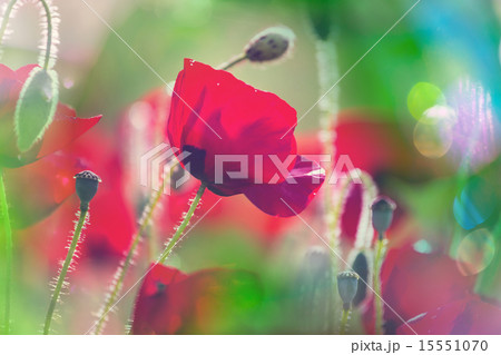 Poppy 15551070