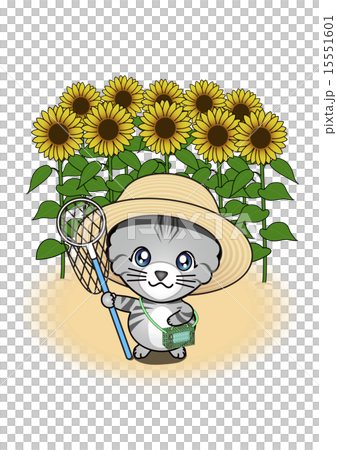 ひまわり畑の虫取り猫 15551601