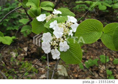 オオカメノキ 15551642