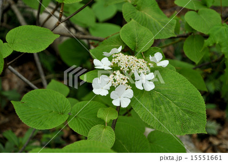 オオカメノキ オオカメノキ 15551661