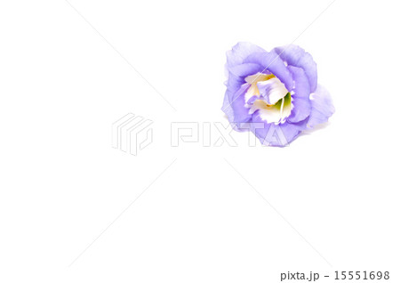 トルコキキョウ トルコキキョウ 15551698