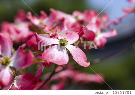 花水月3 花水月3 15551701