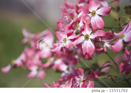 花水月5 花水月5 15551703