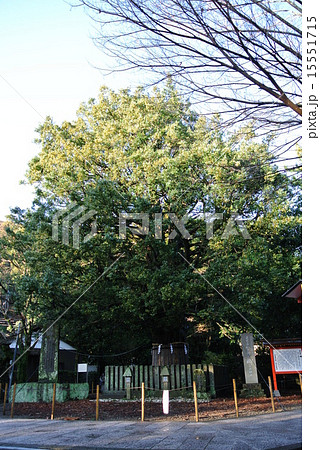 御神木「梛」 御神木「梛」 15551715