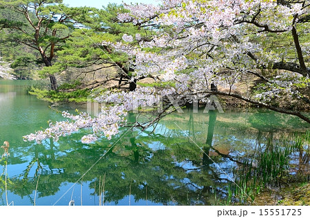半田山自然公園　春繚乱 15551725