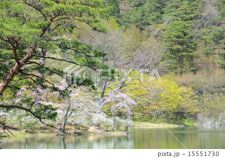 半田山自然公園 春繚乱 半田山自然公園 春繚乱 15551730