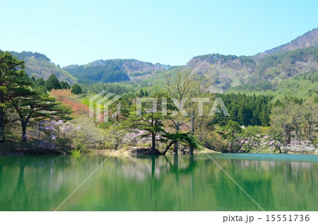 半田山自然公園　春繚乱 15551736