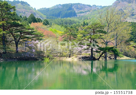 半田山自然公園　春繚乱 15551738