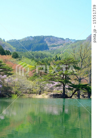半田山自然公園 春繚乱 半田山自然公園 春繚乱 15551739