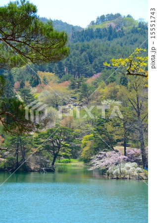 半田山自然公園　春繚乱 15551743