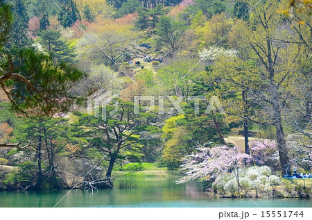 半田山自然公園　春繚乱 15551744