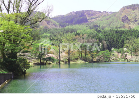 半田山自然公園　春繚乱 15551750