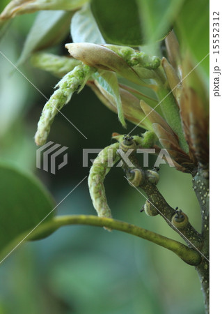 自然 植物 アカガシ、去年生まれのドングリの赤ちゃんと今年の花の共演です 自然 植物 アカガシ、去年生まれのドングリの赤ちゃんと今年の花の共演です 15552312