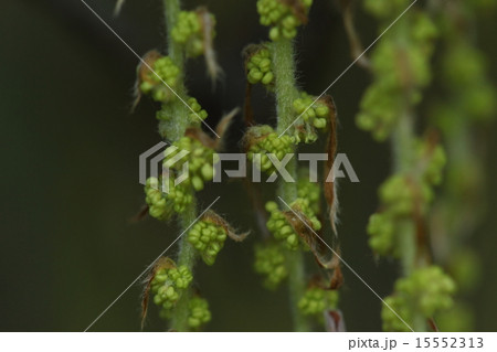自然 植物 アカガシ、近づいて見ると細い房状の花序に小さな花がいっぱいついています 自然 植物 アカガシ、近づいて見ると細い房状の花序に小さな花がいっぱいついています 15552313