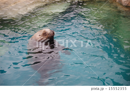 アゴヒゲアザラシ 15552355