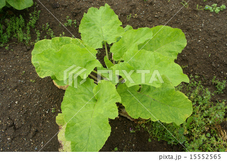 ゴボウの葉 ゴボウの葉 15552565