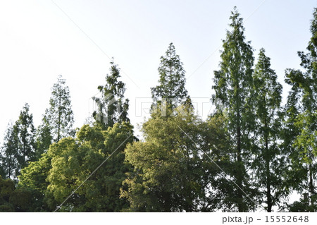 夏木立 夏木立 15552648