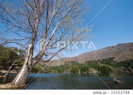 陽春の北竜湖 15552798