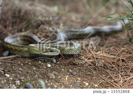 生き物 爬虫類 アオダイショウ 沖縄を除き日本最大 無毒でおとなしい蛇 見つけてもそっとしておいてネの写真素材
