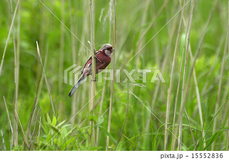 ベニマシコ２ 15552836