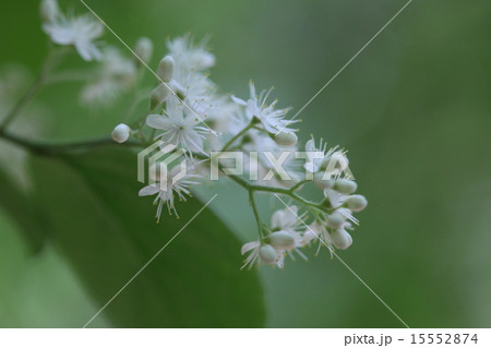 自然　植物　サワフタギ、四月の終わりに白い花をいっぱいつけました① 15552874