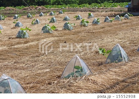 カボチャ畑 15552938