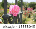 バラ 15553045