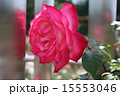 薔薇 15553046