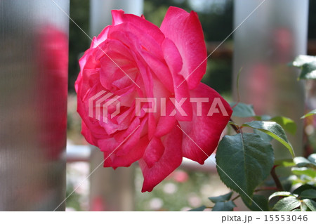 薔薇 15553046