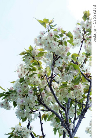 ウコンザクラ 15553253