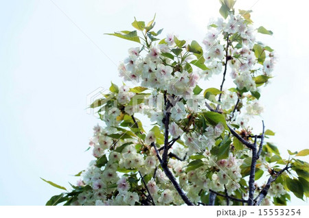 ウコンザクラ 15553254