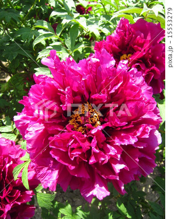 牡丹の花 牡丹の花 15553279