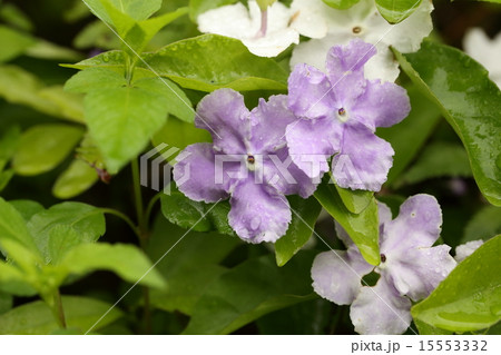 自然 植物 ニオイバンマツリ 沖縄では半年以上花を楽しめますの写真素材