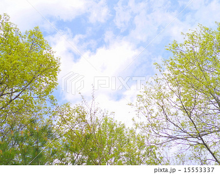 新緑と空 新緑と空 15553337