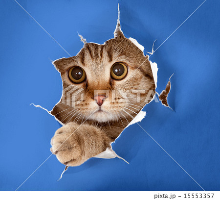 cat in blue chromakey paper hole cat in blue chromakey paper hole 15553357