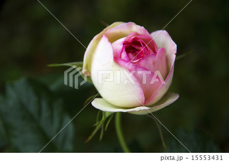 春 春 15553431