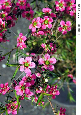 ギョリュウバイ 15553436