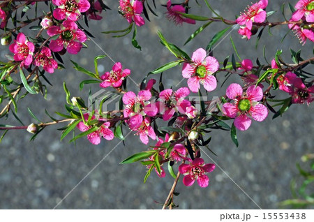 ギョリュウバイ 15553438