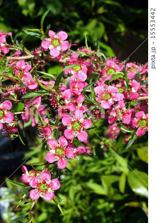 ギョリュウバイ 15553442