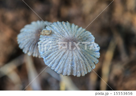 close up mushroom in deep forest close up mushroom in deep forest 15553656