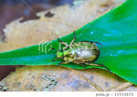 Insect on leaf 15553672