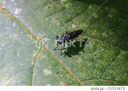 Insect on leaf 15553673