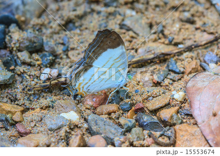Beautiful Butterfly 15553674