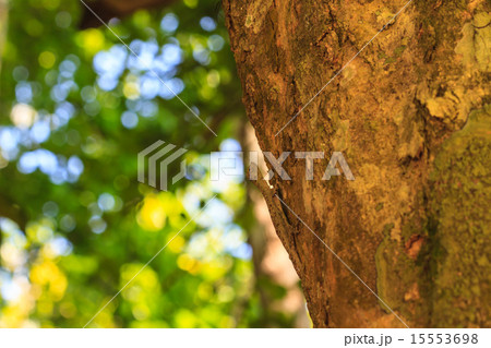 Common Flying Drago Common Flying Drago 15553698