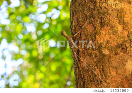 Common Flying Drago Common Flying Drago 15553699