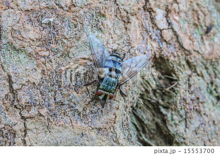Blow fly, carrion fly 15553700